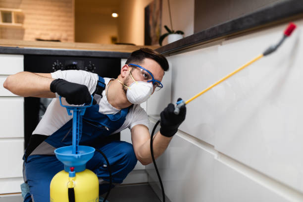 Best Flea Control Services  in El Verano, CA