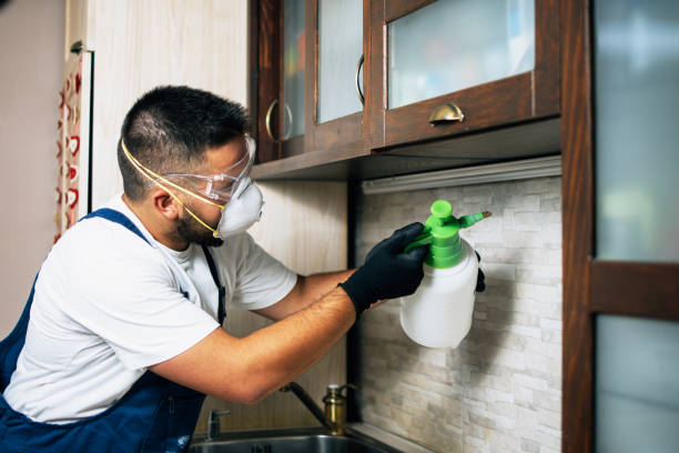 Best Affordable Pest Control Services  in El Verano, CA