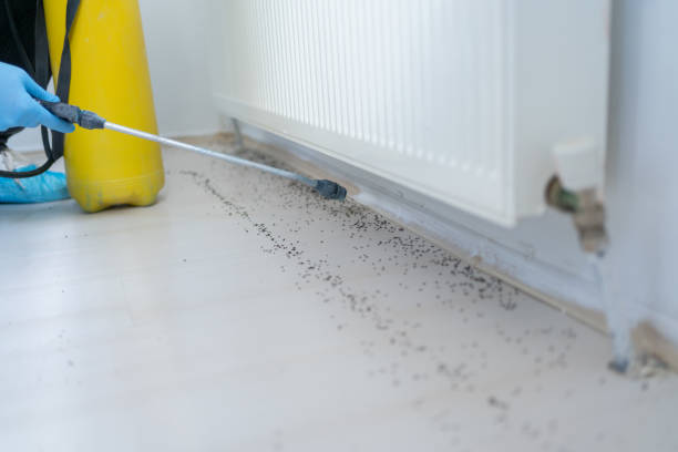 Best Pest Inspection Near Me  in El Verano, CA