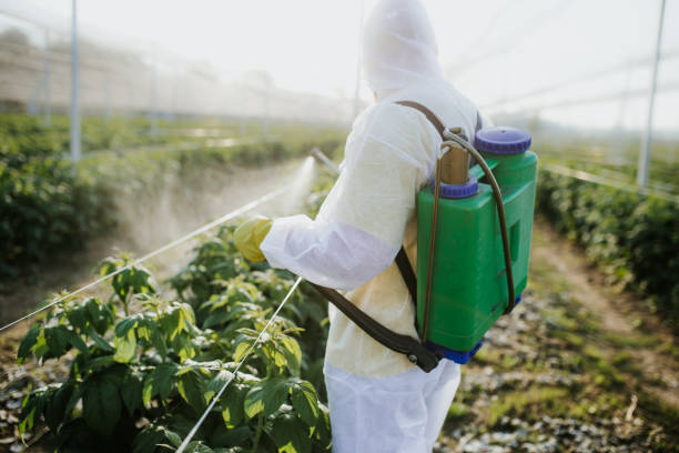 Trusted El Verano, CA Pest Control Experts